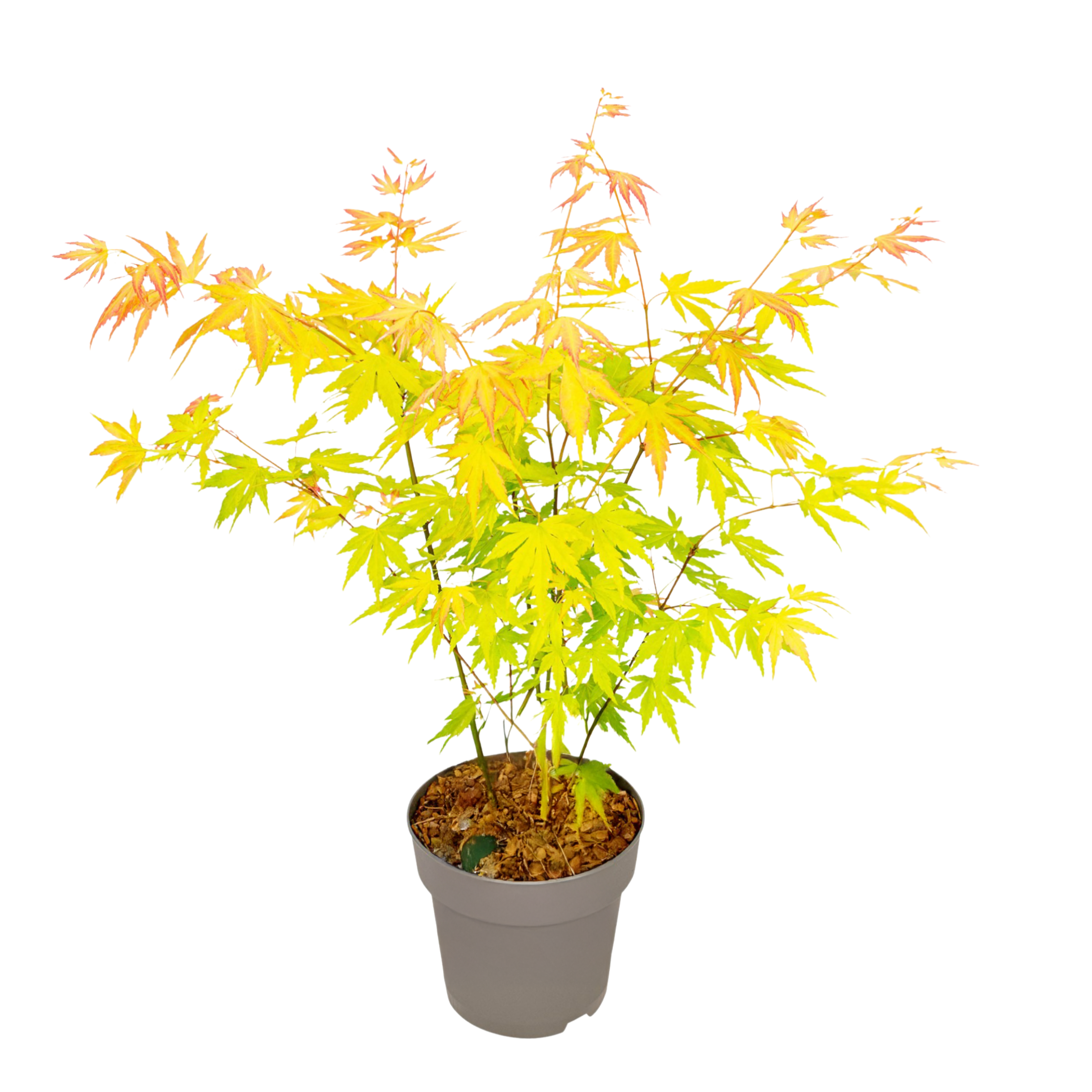 Japanse Esdoorn - Acer palmatum'Orange Dream'- Hoogte 35-55cm -⌀15cm afbeelding